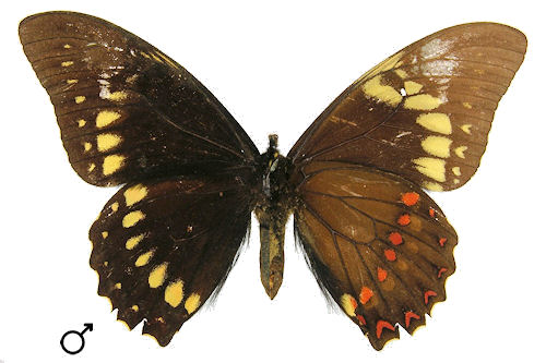 Pterourus coroebus vulneratus (A. BUTLER, 1872)
