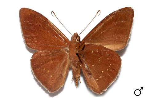 Nicephellus nicephorus (HEWITSON, 1876)