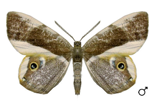 Opisthoxia laticlava WARREN, 1904