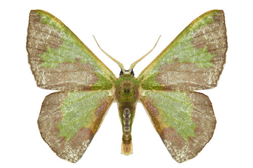 Oospila lilacina (WARREN, 1906)