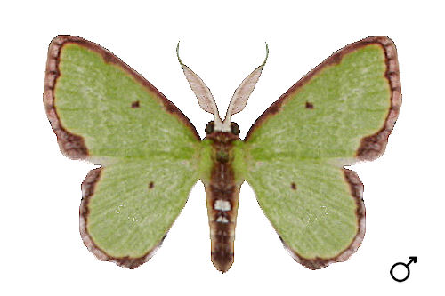 Synchlora cupedinaria (GROTE, 1880)