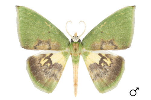Tachychlora flavidisca (WARREN, 1904)