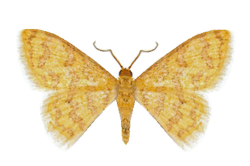 Tricentrogyna flexivitta (WARREN, 1906)