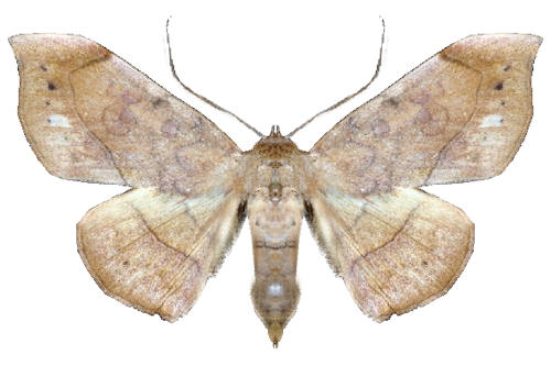 Argidia subvelata (WALKER, 1865)