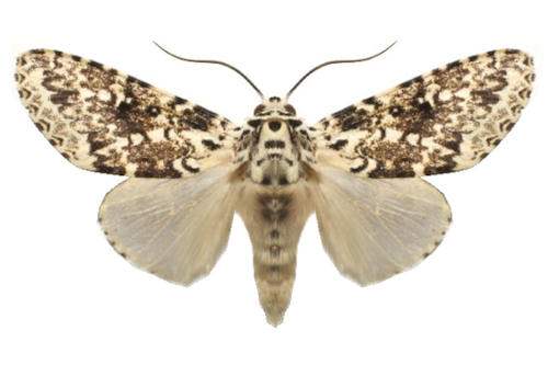Lichnoptera pollux H. EDWARDS, 1887