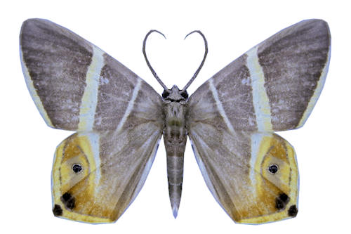 Opisthoxia hybridata (WARREN, 1905)