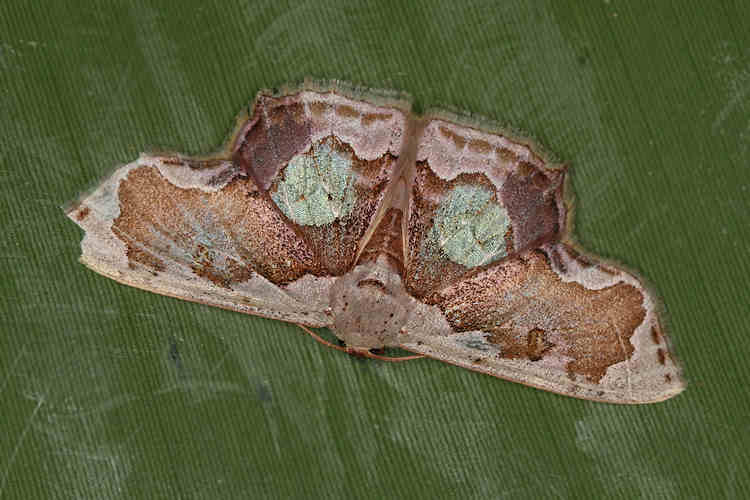 Leptostales angulata