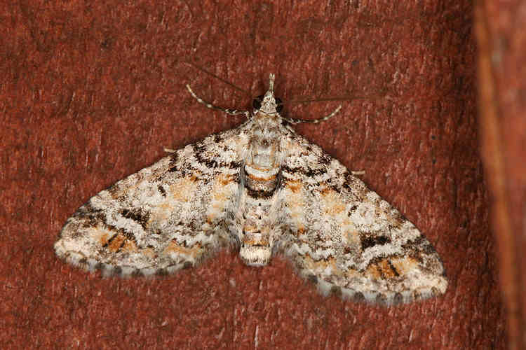 Eupithecia albibasalis