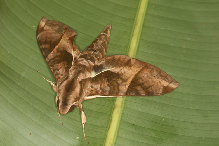 Eumorpha triangulum