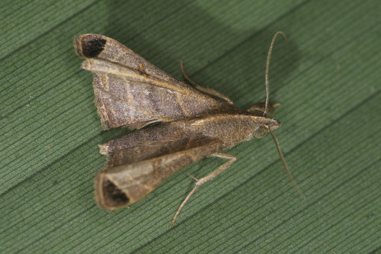 Palthis angustipennis