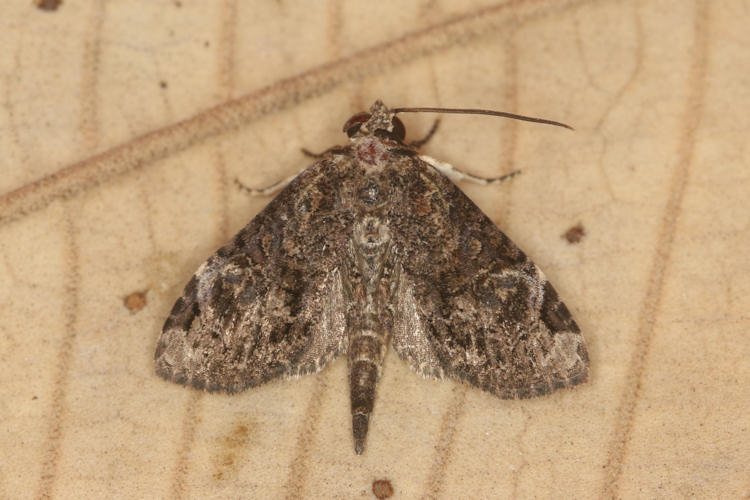 Noctuidae sp.25