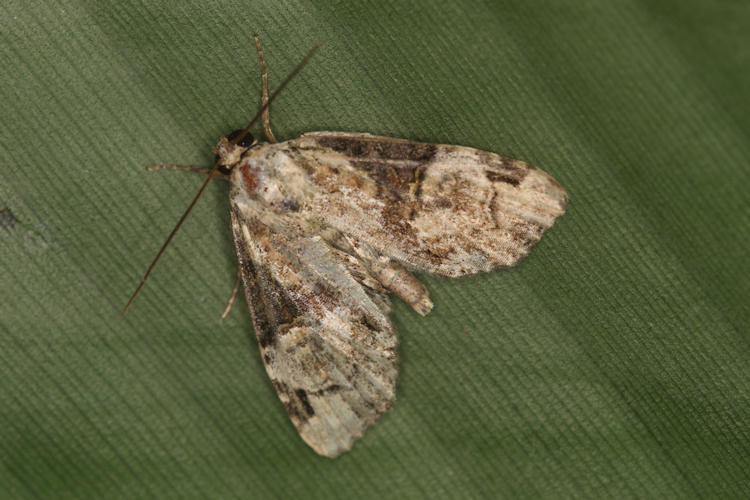 Noctuidae sp.09