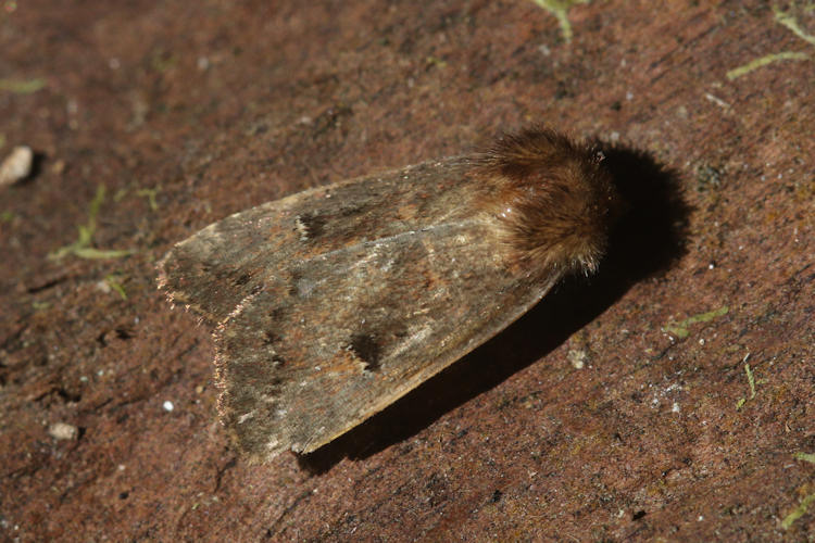 Noctuidae sp.16