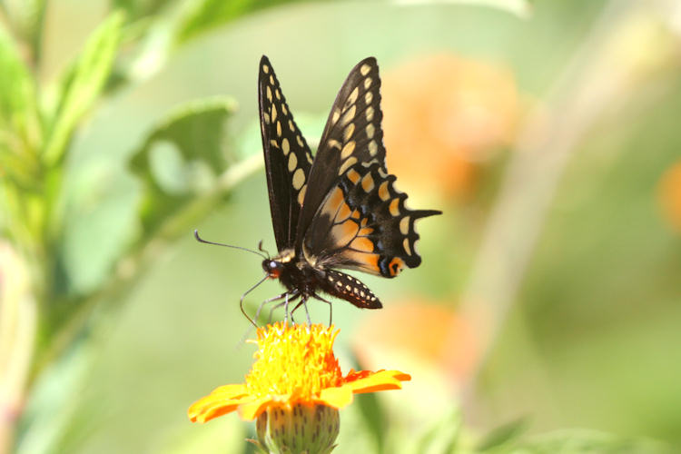Papilio polyxenes stabilis