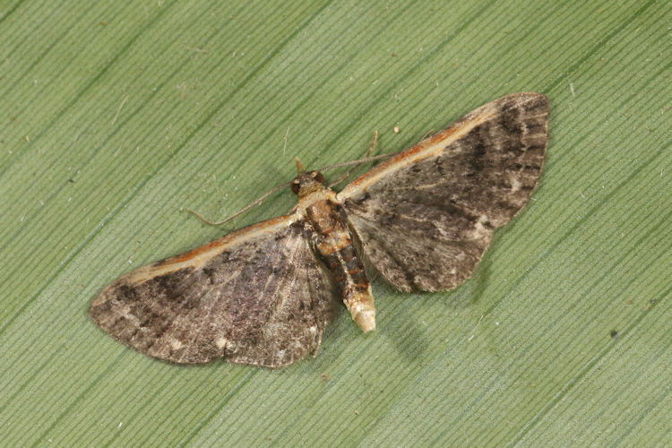 Eupithecia Sullivan5567