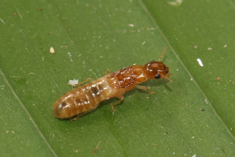 Kalotermitidae sp.