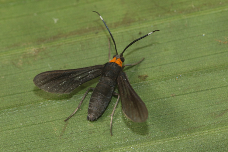 Holophaea ruatana