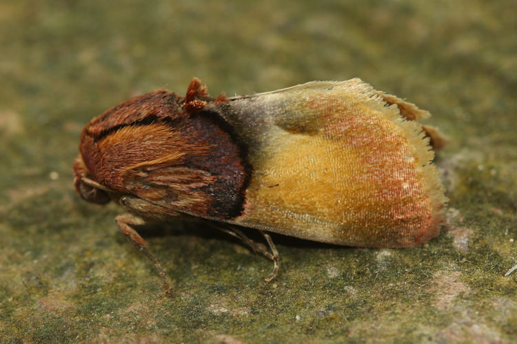 Chalcoecia patricia