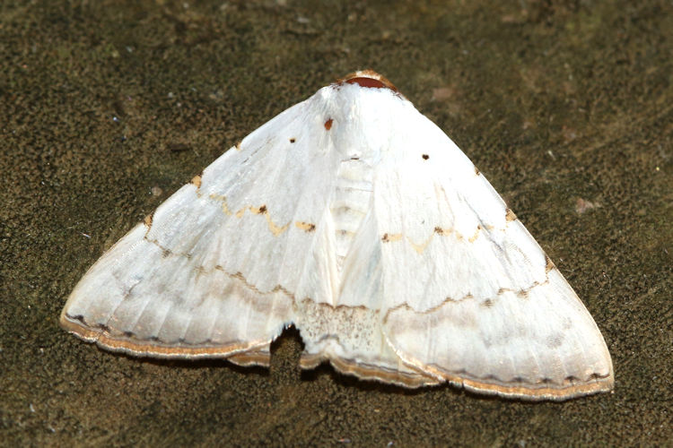 Eulepidotis alabastraria