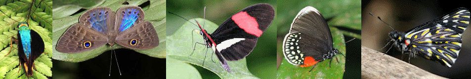 butterflies and moths of Costa Rica
