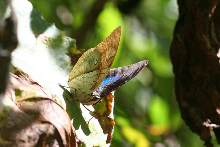 Archaeoprepona amphimachus amphiktion