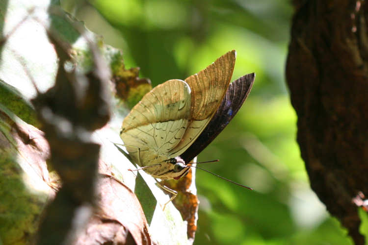 Archaeoprepona amphimachus amphiktion