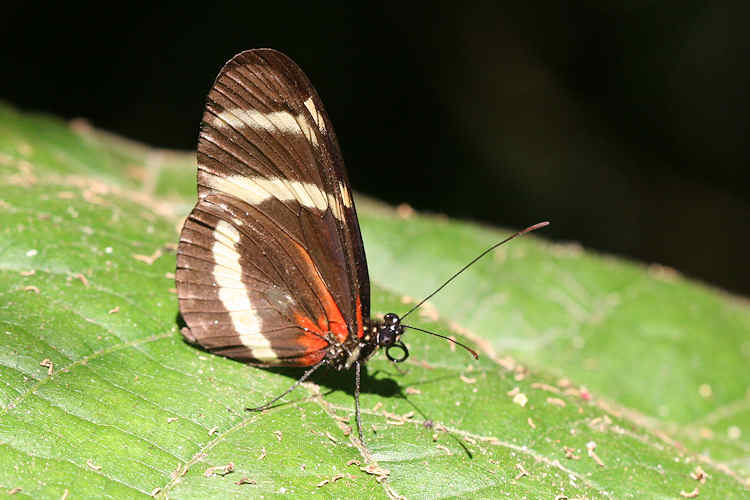 Heliconius pachinus