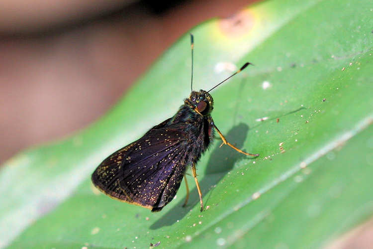 Solanum quitoense