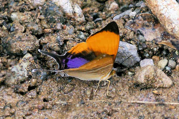 Marpesia marcella valetta