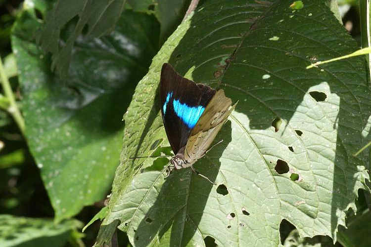 Archaeoprepona amphimachus amphiktion