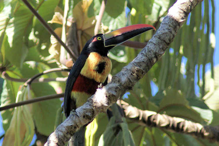 Pteroglossus frantzii