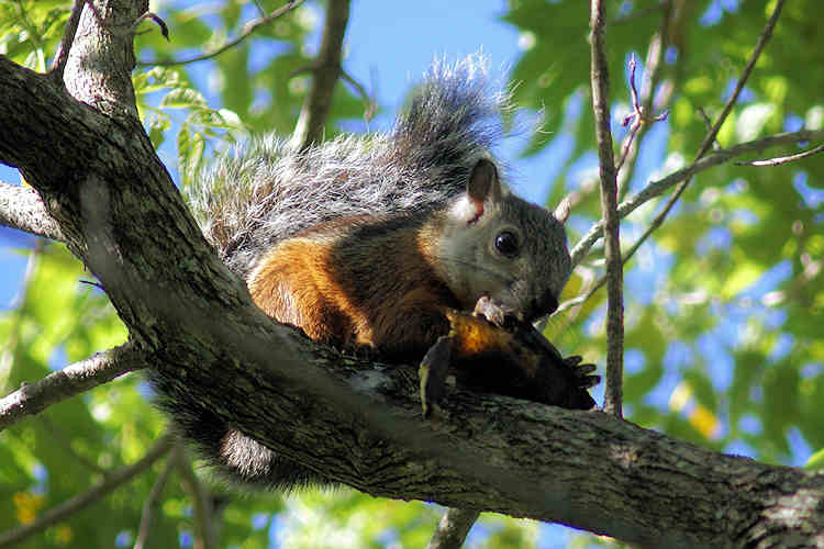 Sciurus variegatoides