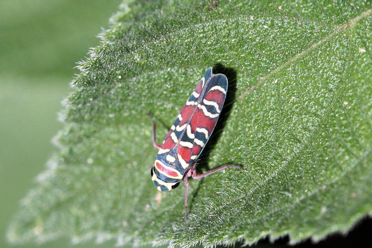 Agrosoma bispinella