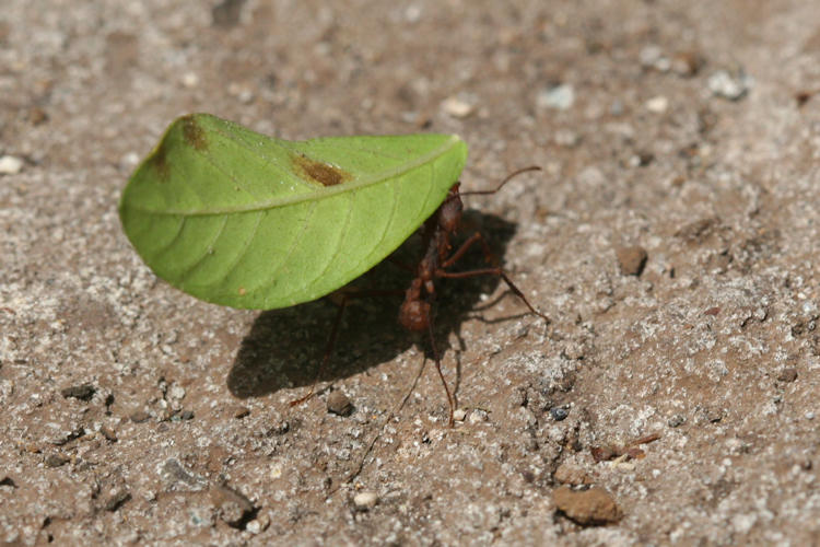 Acromyrmex sp.