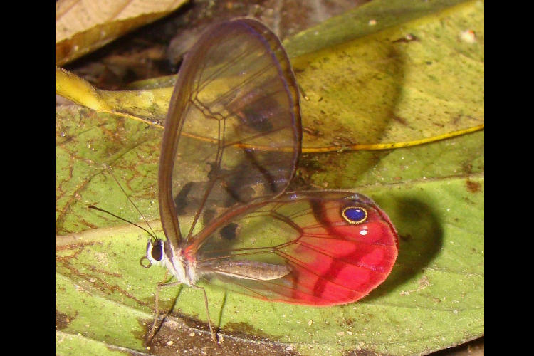 Cithaerias pireta pireta