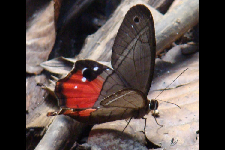 Pierella helvina incanescens