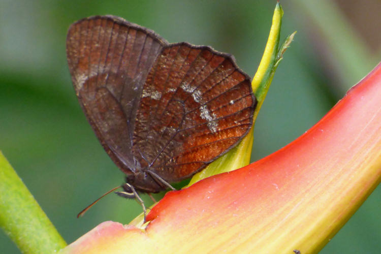 Pedaliodes manis