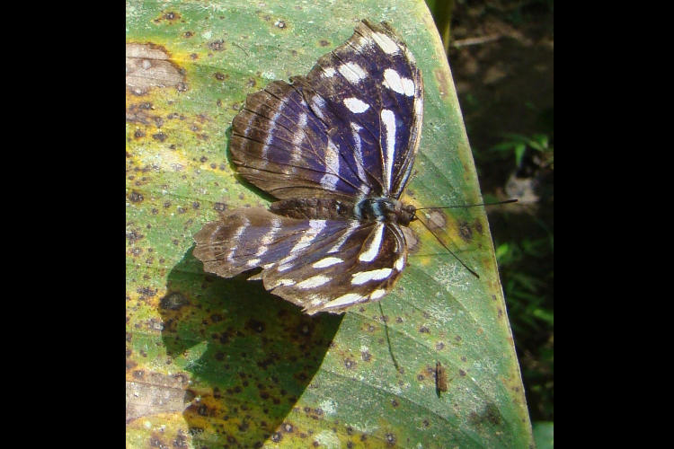 Myscelia cyaniris cyaniris