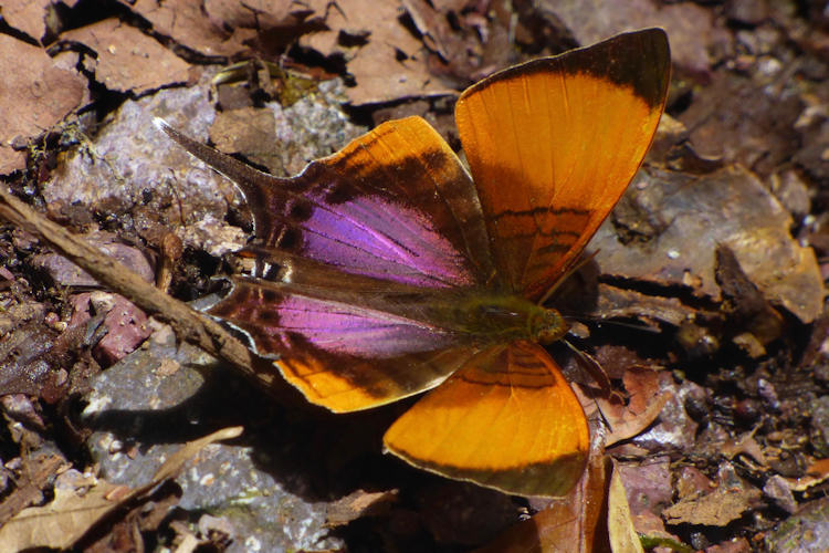 Marpesia marcella valetta