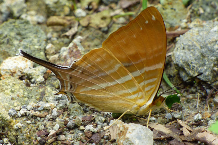 Marpesia marcella valetta