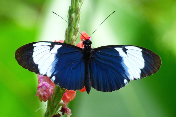 Heliconius cydno galanthus