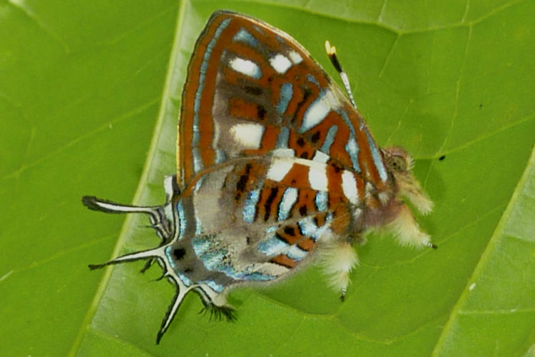 Sarota chrysus