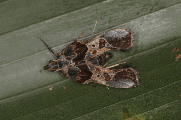 Alpinia purpurata