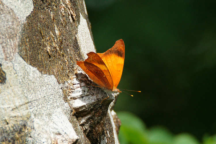 Temenis laothoe hondurensis