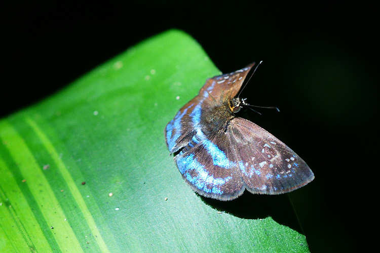 Quadrus contubernalis contubernalis