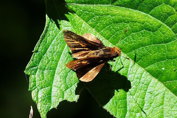 Psoralis calcarea ponda