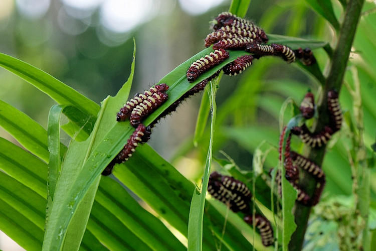 Eumaeus godartii