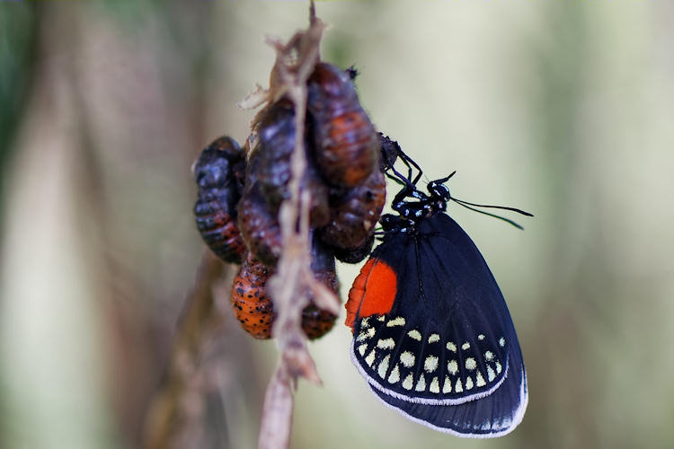 Eumaeus godartii