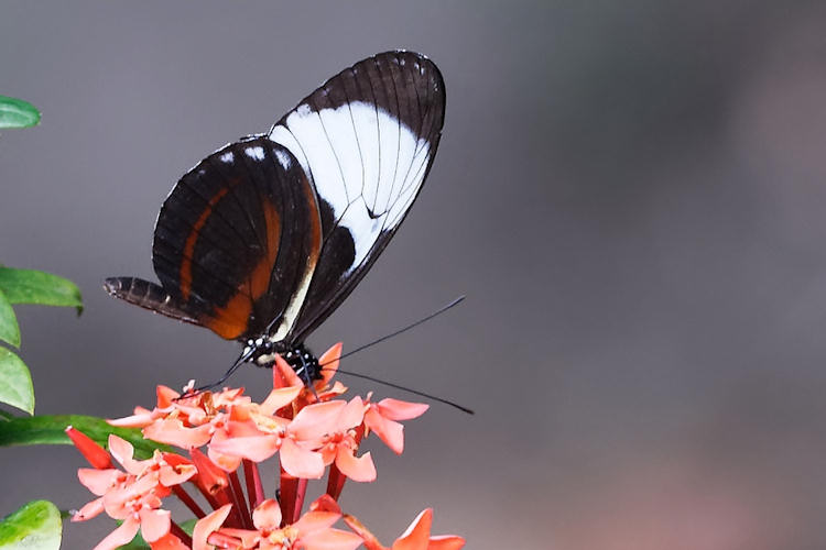 Heliconius cydno galanthus