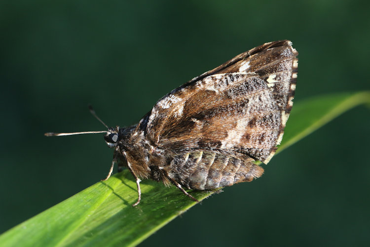 Agathymus indecisa